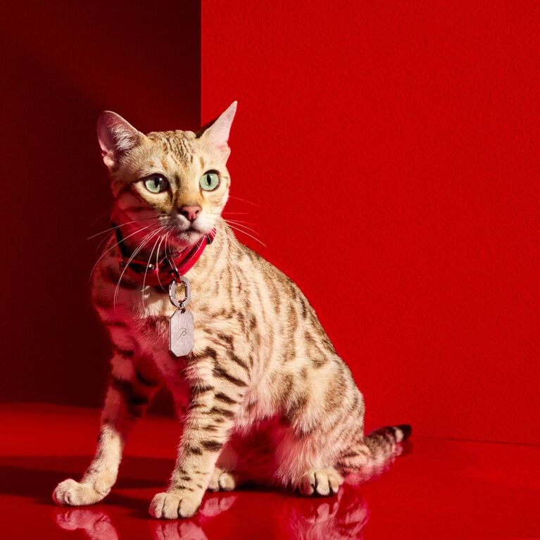 Louxor Pet accessories